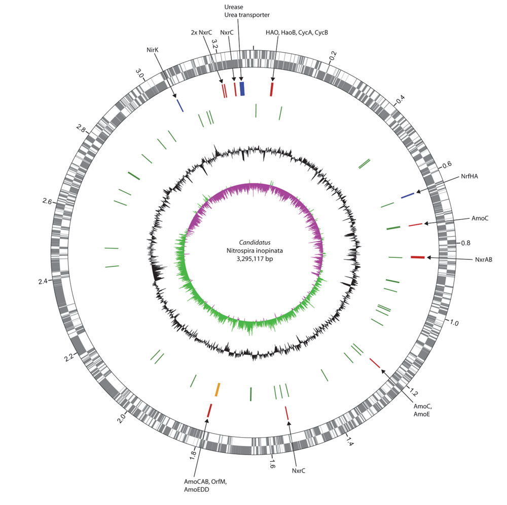 Nielsen’s discovery of the enigmatic Comammox bacteria changed our understanding of the nitrogen cycle in nature and engineered systems © PHN
