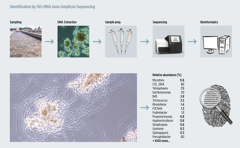 “By looking into the DNA of the microbes in wastewater treatment plants, or any other ecosystem, we can get two types of important info: identification of the microorganisms and some understanding of their function,” says Per Nielsen © Aalborg University