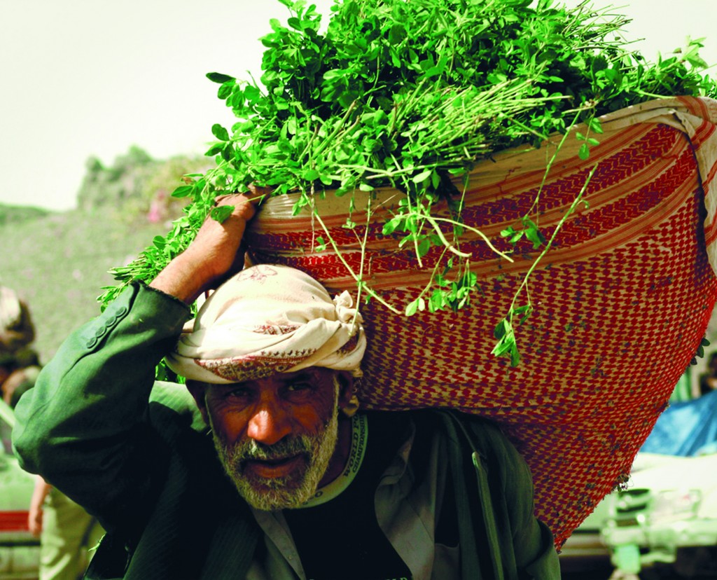 Qat Yemen Credit- flat.luxury .